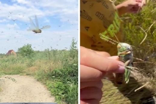 Invazie masivă de lăcuste în sudul Ucrainei provocată de distrugerile făcute de Rusia