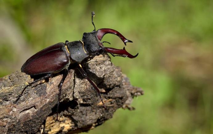 Tradiţii şi superstiţii. Practici băbeşti. Tratamente cu insecte