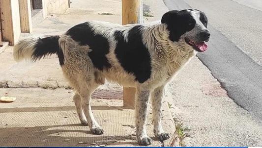 Italia: un migrant a tăiat gâtul unui câine pentru a „încerca să-l mănânce” - "Uciderea unui animal prin cruzime jignește civilizația și conștiința noastră"