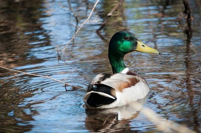 Tradiţii şi superstiţii. Sfaturi băbeşti. Cum te vindecă de gălbinare sângele de raţă