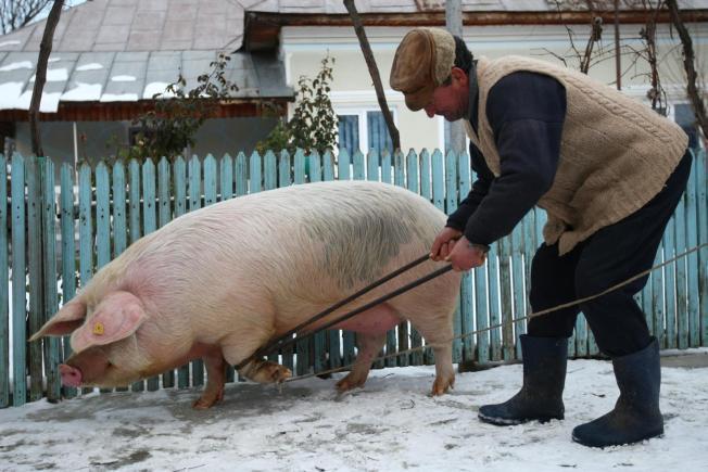Tradiții. În bătătură la ai lu Moromete. Cum se taie porcii în Siliștea-Gumești