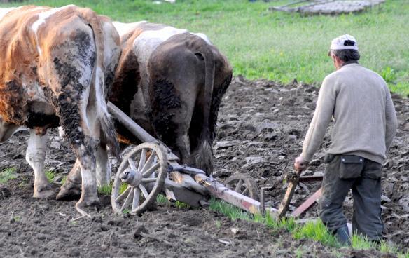 Reportaj la ţară. Țăranul imperial şi tânărul fermier. Doi oameni, două destine