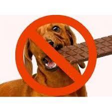 Ce nu trebuie sa dăm  niciodată, niciodată ciocolată câinelui