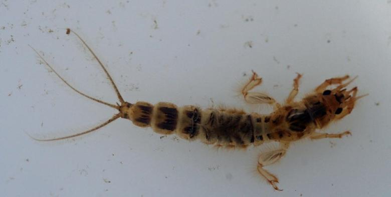 INFESTĂRILE cu PARAZIȚI, tot mai dese. Dacă ai insecte prin casă, fă imediat un control, iată ce trăia în gâtul acestui bărbat