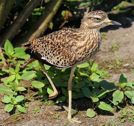 CÂT DE SIMPLU! Verifică daca ai un CREIER SĂNĂTOS