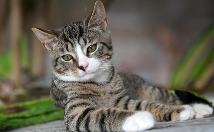 În Suedia, legea interzice să-ți lași pisica singură acasă o zi întreagă, fără contact uman