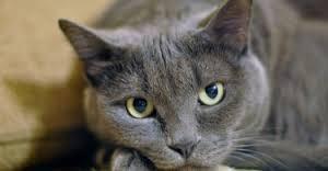 Alimente interzise pisicilor: Ciocolată. Cafea. Ceai. Ceapă. Usturoi...