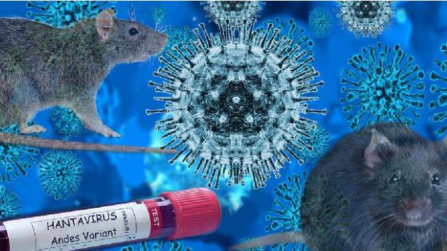 Isteria hantavirusului: noua campanie de instigare la frică a mass-mediei. Adevărata molimă nu este hantavirusul — ci frica alimentată de mass-media și panica instituțională.