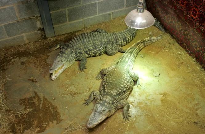 Marea Britanie: Un copil de 3 ani a fost aruncat de un barbat în țarcul crocodililor la o grădină zoologică. Politia nu a difuzat identatea agresorului
