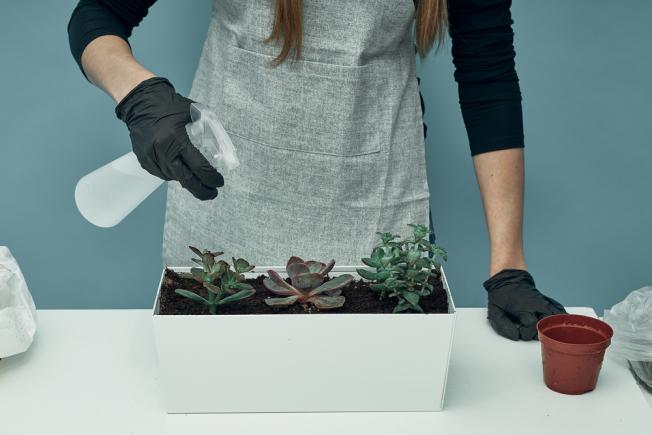 Cum previi uscarea plantelor din jardiniere? 5 recomandări
