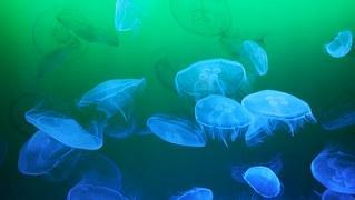 Meduzele, cel mai eficient filtru al nanoparticulelor din apă