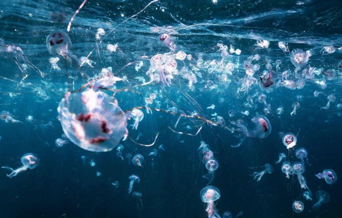 O invazie de meduze a oprit cea mai mare centrală nucleară din Europa Occidentală
