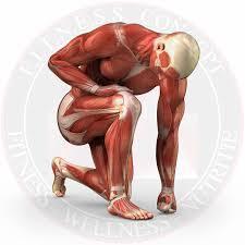 Pierderea de masă musculară: O genă implicată