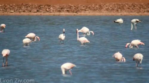 Surpriză de proporţii pe malul unui lac din Cipru. Ecologiştii au filmat SINGURUL flamingo negru din lume! (VIDEO)