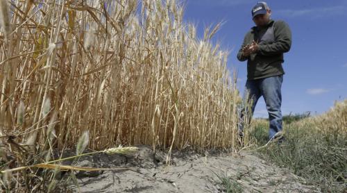 Seceta face ravagii de 4 ani în California. Statul acceptă oferta istorică a fermierilor de reducere a consumului de apă cu 25 %