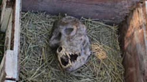 CAPUL unuia dintre MONȘTRII MITICI ai omenirii, descoperit de un fermier. Era îngropat și sigilat într-o cutie legată CU LANȚURI