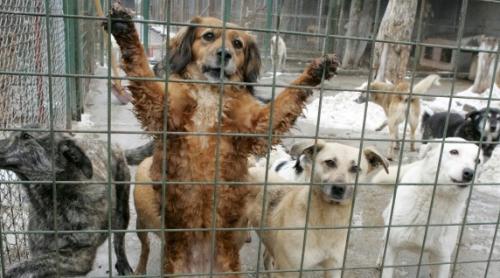 IMAGINI ȘOCANTE, surprinse cu CAMERA ASCUNSĂ. <br />Mii de câini, jupuiți de vii și măcelăriți la un festival din China (VIDEO)
