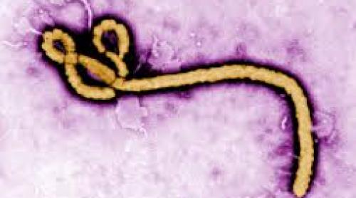 Virusul Ebola  bate în retragere, dar va face, în continuare, victime printre femeile însărcinate 