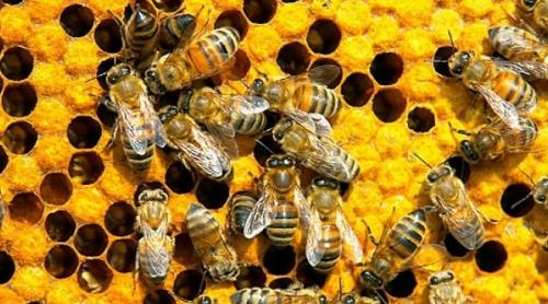 CEASUL RĂU. Înţepătura de albină i-a fost FATALĂ. La 38 de ani, un poliţist a murit când îşi ajuta tatăl la stupi 