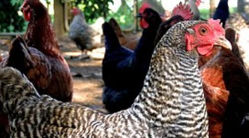 Un caz de gripă aviară, confirmat recent la o fermă din Marea Britanie
