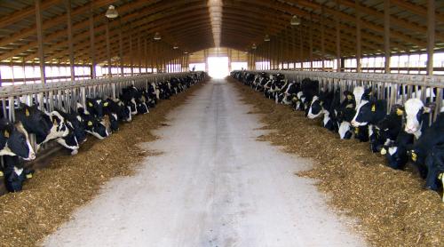 Aer condiţionat în fermele de animale italiene. Canicula scade producţia de lapte
