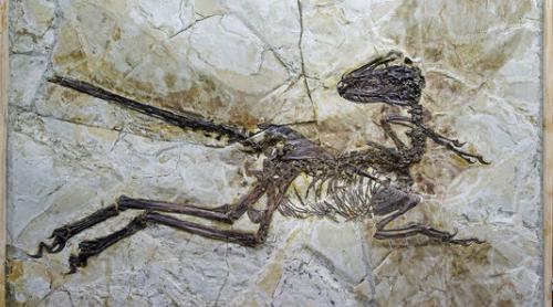 Fosilă de dinozaur cu pene, descoperită în China