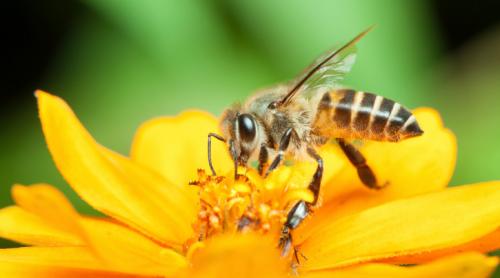 Dispariţia albinelor ar putea provoca milioane de decese 