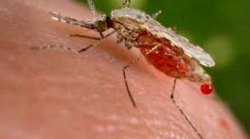 Premieră mondială: Primul vaccin antimalarie a fost aprobat de Agenţia Europeană pentru Medicamente