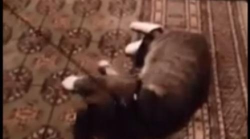 ŞI FELINELE ŞTIU SÃ JOACE TEATRU! O pisică face pe moarta, pentru a nu ieși la plimbare cu lesa (VIDEO) 