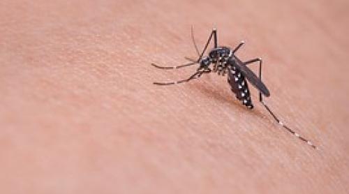 Vaccinul contra febrei dengue în faza testelor, cu rezultate bune