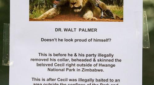 După ce l-a ucis pe Cecil, Walter Palmer se dă la fund. Vecinii dentistului protestează: ești un laș fără c...