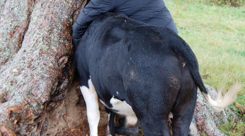 O vacă a rămas cu capul înţepenit într-o scorbură. Ce a urmat e de neimaginat