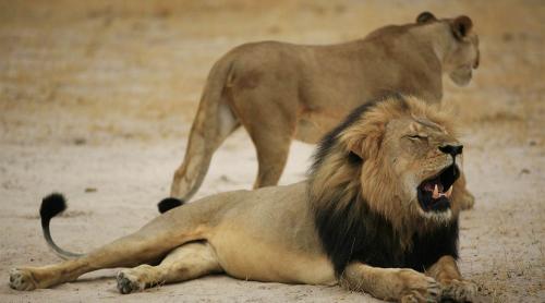 Un alt american a fost acuzat de uciderea ilegală a unui leu