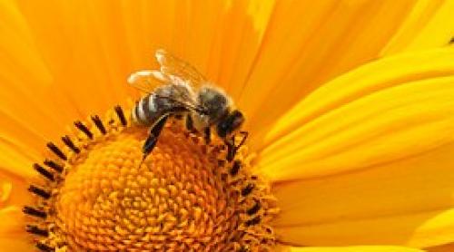 Învăţaţi de la albine: Regina stupului vaccinează toate albinele-bebeluşe