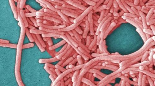 Panică în New York: Peste 100 de americani infectați de o bacterie răspândită prin aerul condiționat. Opt dintre ei au murit 