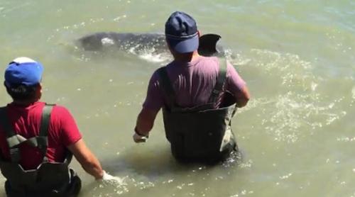 Gestul disperat al unui delfin care cere ajutor pentru a scăpa de cruzimea vânătorilor (VIDEO)