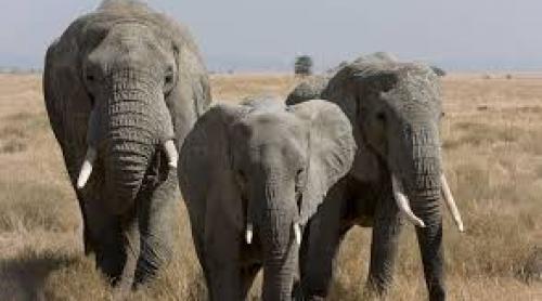 Studiu : Să învăţăm de la elefanţi cum să ne protejăm de cancer