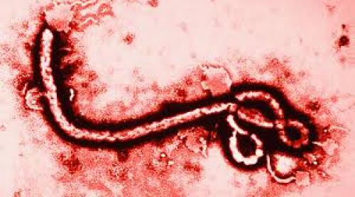  Virusul Ebola este activ nouă luni în sperma pacienţilor declaraţi vindecaţi