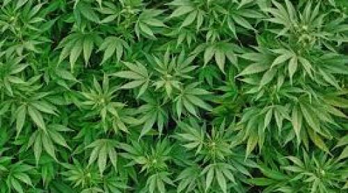 Australia va autoriza cultura de cannabis în scop medical