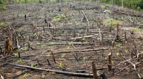 Jumătate din tăierile de păduri din România sunt ilegale; Schweighofer, principalul beneficiar