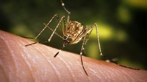 O epidemie de boli tropicale ar putea ameninţa Europa de Sud