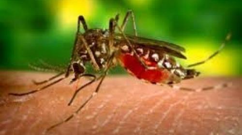 Ştim că de la ţânţar ne vin unele virusuri, dar şi invers e posibil: omul să contamineze ţânţarul