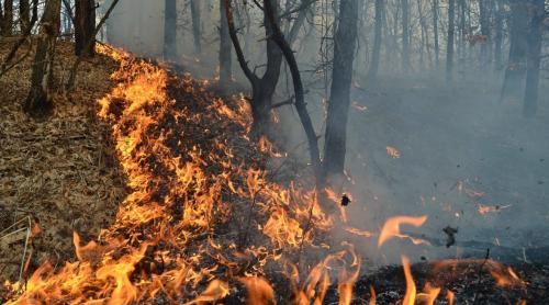 Incendiu de proporții în Buzău. Flăcările pârjolesc kilometri întregi de pădure