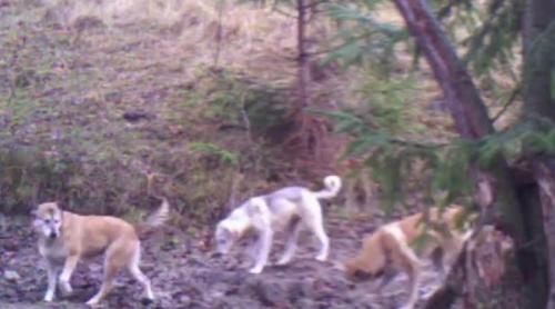 Zimbrii de la Armeniș, în pericol. O haită de 15 câini vagabonzi a ucis cel puțin doi zimbri (VIDEO)