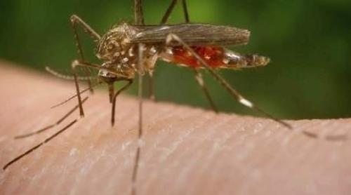 Autoritățile britanice confirmă infectarea a trei turiști cu virusul Zika