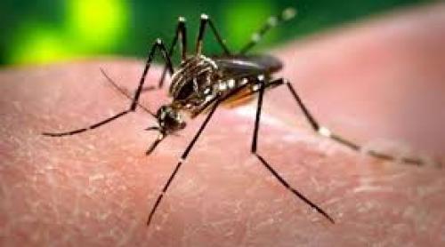 În Texas, primul caz de transmitere pe cale sexuală a virusului Zika