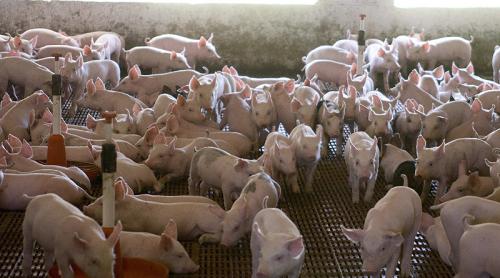 2,3 milioane de euro, sprijin european pentru crescătorii de porci