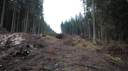 Aproape 1 kilometru de pădure defrişat pentru Autostrada Transilvania