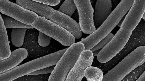 Mit sau realitate? Vom avea biocarburanti din bacteria E.coli?