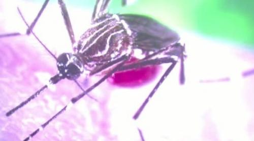 România, în război cu ţânţarii care transmit virusul Zika 